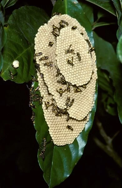 Paper wasp - vertically-layered nest
