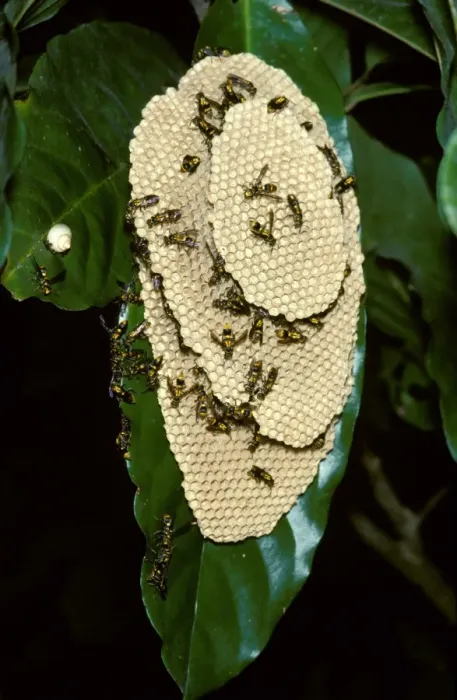 Framed Print : Paper wasp - vertically-layered nest Framed Print : Paper wasp - vertically-layered nest