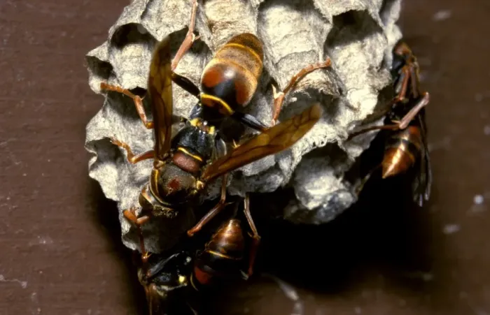 Framed Print : Paper wasps - female workers attending larvae in nest cells Framed Print : Paper wasps - female workers attending larvae in nest cells