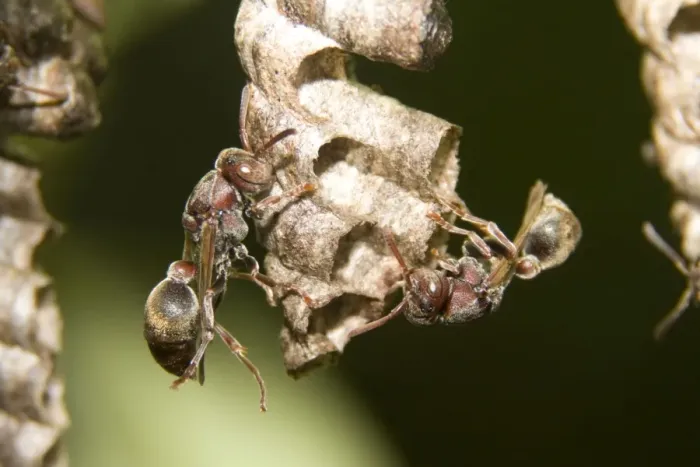 Framed Print : Two Paper Wasps - tend cells on their comb'-like nest. The wasps build a single vertical comb from wood pulp mixed with saliva, and hang it from a stalk Framed Print : Two Paper Wasps - tend cells on their comb'-like nest. The wasps build a single vertical comb from wood pulp mixed with saliva, and hang it from a stalk