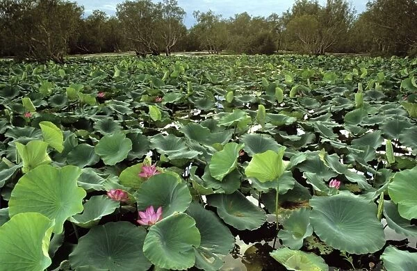 Paperbark swamp with Lotus lilies (Nelumbo nucifera) Yellow Water, Kakadu National Park, Northern Territory, Australia JPF50986