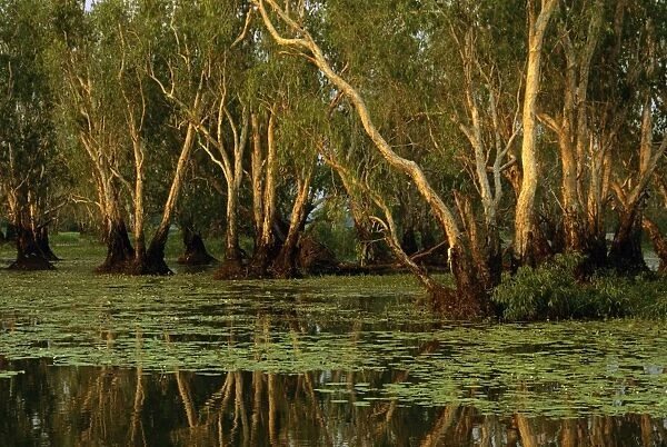 Paperbark swamp with Waterlilies (Nymphea violacea) Yellow Water, Kakadu National Park (World Heritage Area), Northern Territory, Australia JPF51224