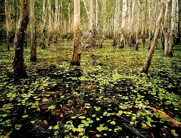Paperbark swamp - Wet season, Kakadu National Park (World Heritage Area), Northern Territory, Australia JPF29549
