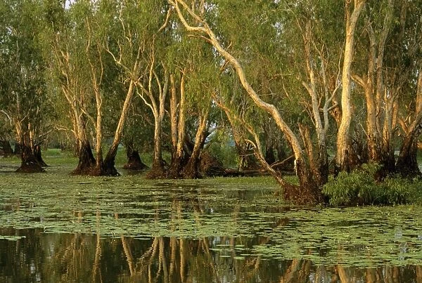 Paperbark swamp at Yellow Water - Kakadu National Park (World Heritage Area) - Northern Territory - Australia JPF51467
