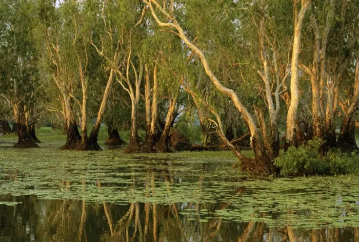 Framed Print : Paperbark swamp at Yellow Water - Kakadu National Park (World Heritage Area) - Northern Territory - Australia JPF51467 Framed Print : Paperbark swamp at Yellow Water - Kakadu National Park (World Heritage Area) - Northern Territory - Australia JPF51467
