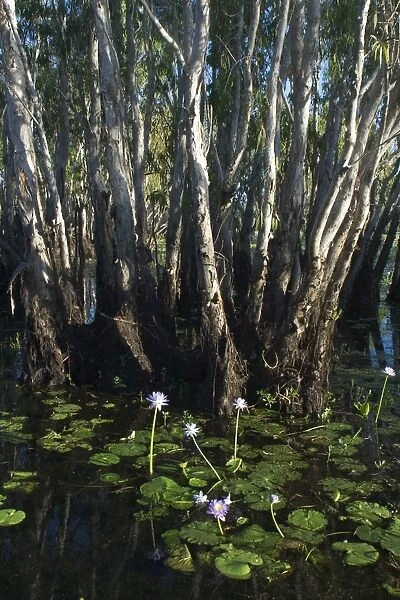 Paperbark trees - and waterlilies In the wetlands of Yellow Waters, Cooinda, in Kakadu National Park. A World Heritage listed National Park with wetlands of International Importance (Ramsar Convention)