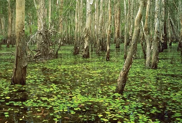 Paperbarks in swamp during the Wet Kakadu National Park (World Heritage Area) - Northern Territory, Australia JPF28939