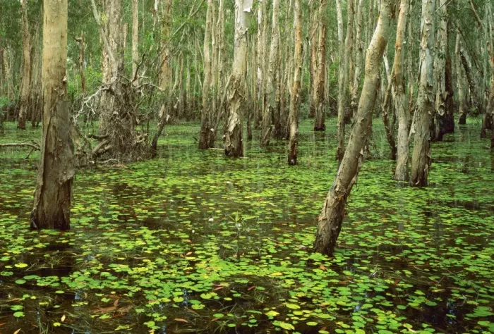 Framed Print : Paperbarks in swamp during the Wet Kakadu National Park (World Heritage Area) - Northern Territory, Australia JPF28939