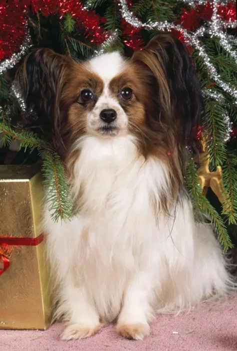 Framed Print : Papillon Dog - under Christmas tree Framed Print : Papillon Dog - under Christmas tree