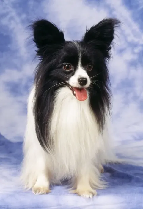 Framed Print : Papillon Dog JD 10613 © John Daniels  /  ardea. com