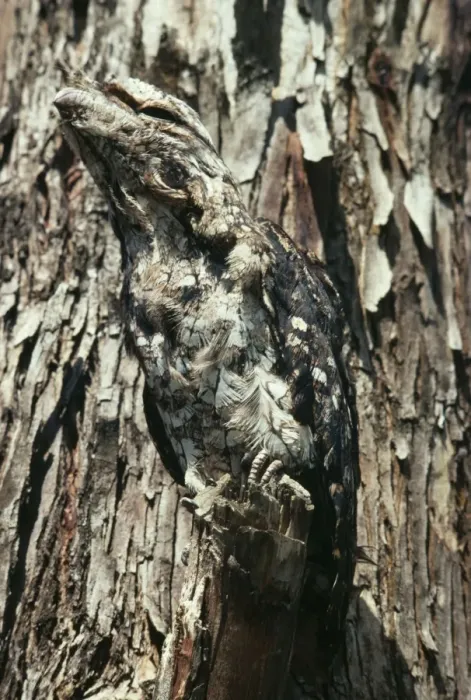Framed Print : Papuan Frogmouth DH 827 Cryptic Colouration Podargus papuensis © Don Hadden / ARDEA LONDON Framed Print : Papuan Frogmouth DH 827 Cryptic Colouration Podargus papuensis © Don Hadden / ARDEA LONDON
