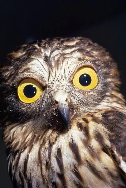 Papuan Hawk Owl
