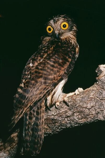 Papuan Hawk Owl EL 357 Uroglaux dimorpha © Eric Lindgren  /  ARDEA LONDON
