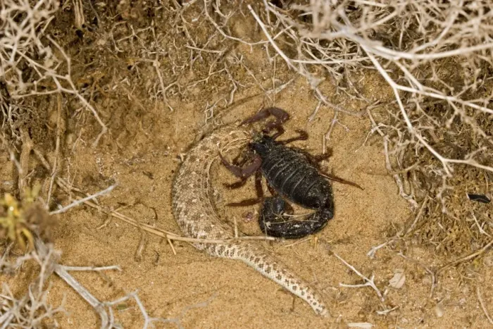 Framed Print : Parabuthus Scorpion - Eating a Sidewinder, after killing and dragging it into the undergrowth - Namib Desert -Namibia - Africa Framed Print : Parabuthus Scorpion - Eating a Sidewinder, after killing and dragging it into the undergrowth - Namib Desert -Namibia - Africa