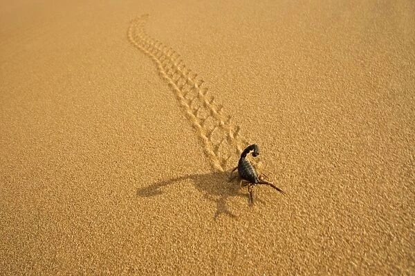 Parabuthus Scorpion - leaving tracks up a dune at sunset - Namib Desert -Namibia - Africa