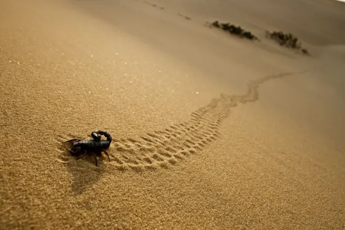 Framed Print : Parabuthus Scorpion - leaving tracks up a dune at sunset - Namib Desert - Namibia - Africa Framed Print : Parabuthus Scorpion - leaving tracks up a dune at sunset - Namib Desert - Namibia - Africa