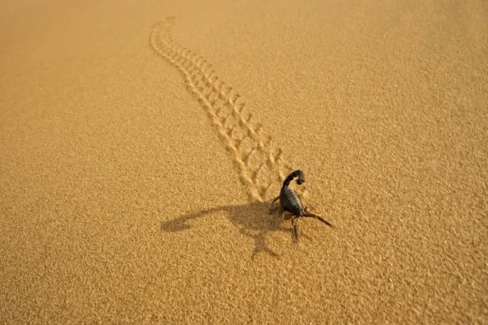 Framed Print : Parabuthus Scorpion - leaving tracks up a dune at sunset - Namib Desert -Namibia - Africa Framed Print : Parabuthus Scorpion - leaving tracks up a dune at sunset - Namib Desert -Namibia - Africa