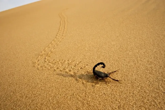Framed Print : Parabuthus Scorpion - leaving tracks up a dune at sunset - Namib Desert -Namibia - Africa Framed Print : Parabuthus Scorpion - leaving tracks up a dune at sunset - Namib Desert -Namibia - Africa