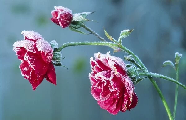 Parade Rose Hybrid. In winter