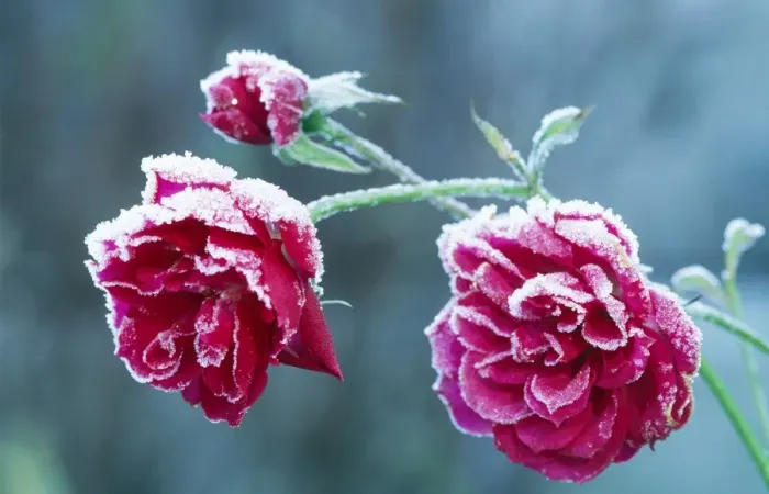 Framed Print : Parade Rose Hybrid. In winter Framed Print : Parade Rose Hybrid. In winter