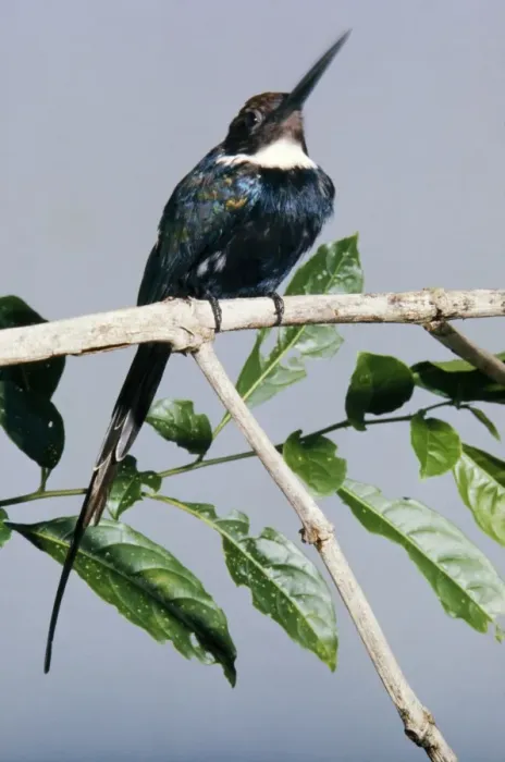 Framed Print : Paradise Jacamar Surinam, South America Framed Print : Paradise Jacamar Surinam, South America