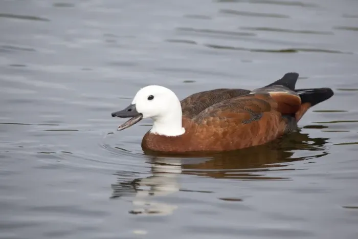 Framed Print : Paradise Shelduck - female in a pool near Queen Elizabeth the Second Park near Travis Wetland Refuge, Christchurch, New Zealand Framed Print : Paradise Shelduck - female in a pool near Queen Elizabeth the Second Park near Travis Wetland Refuge, Christchurch, New Zealand