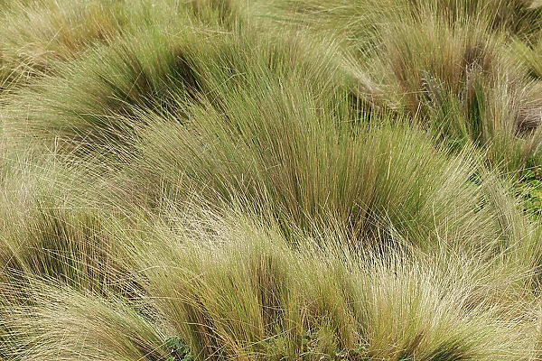Paramo grass, Antisana Ecological Reserve, Ecuador. Date: 04-08-2021