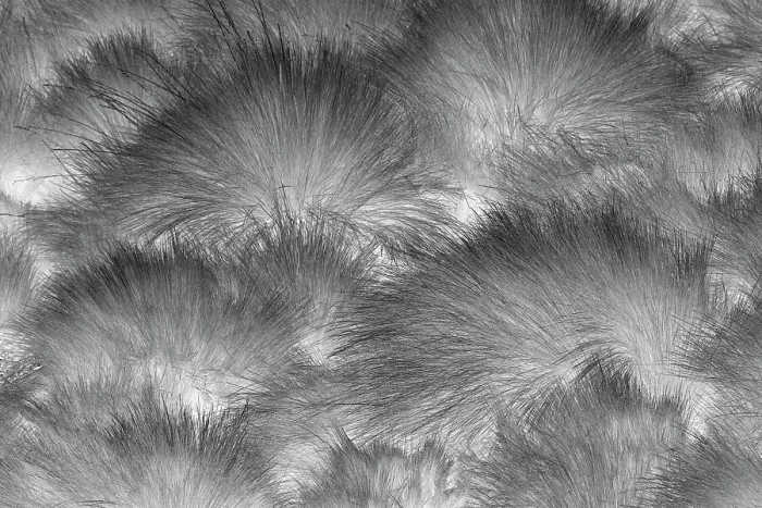 Framed Print : Paramo grass, Antisana Ecological Reserve, Ecuador. Date: 04-08-2021 Framed Print : Paramo grass, Antisana Ecological Reserve, Ecuador. Date: 04-08-2021