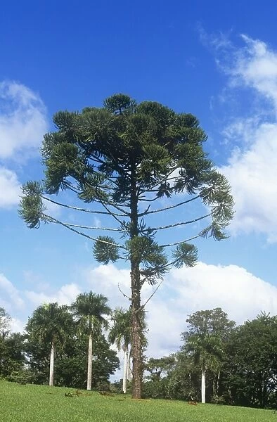 Parana Pine Brazil