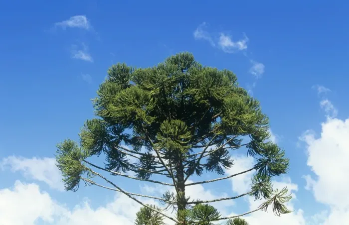 Framed Print : Parana Pine Brazil Framed Print : Parana Pine Brazil