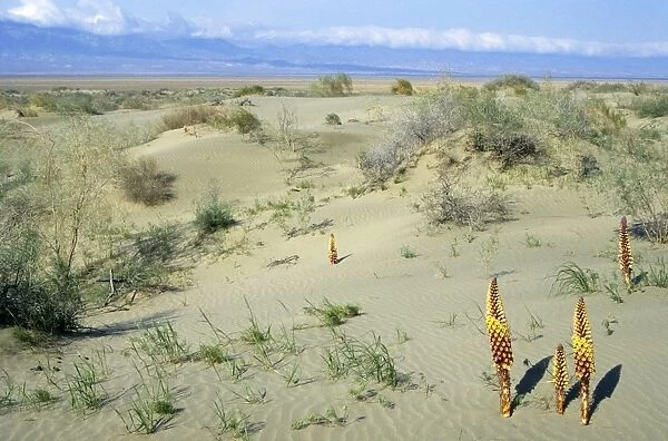 Parasitic plant Orobanchaceae sp. - Central Karacum desert - flowering in sand dunes - summer - Kopetdag mountain range on background - Turkmenistan - former CIS Tm31. 0165(1804)