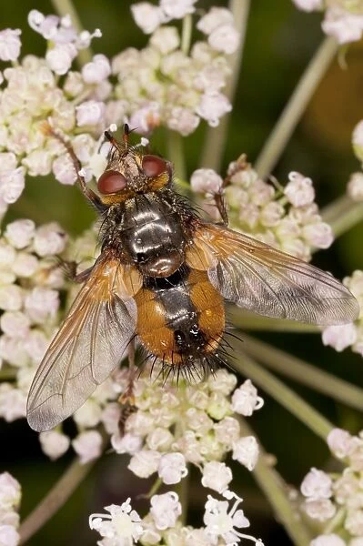 Parasitic Tachinid fly - on Angelica; parasite on lepidoptera larvae