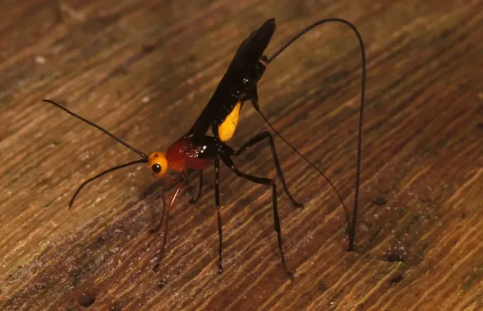 Framed Print : A parasitic wasp (fam. Braconidae), female inserting long ovipositor inside a rainforest log in which her beetle larvae prey are feeding