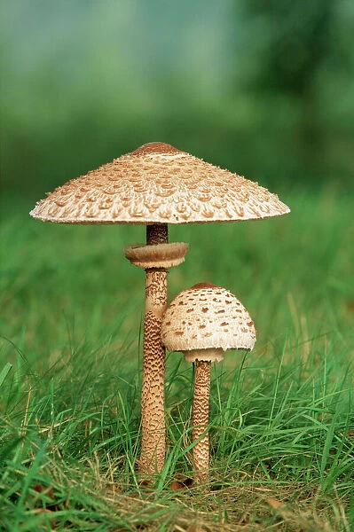 Parasol Fungi ME 180 Edible Lepiota procera © Johan De Meester  /  ARDEA LONDON