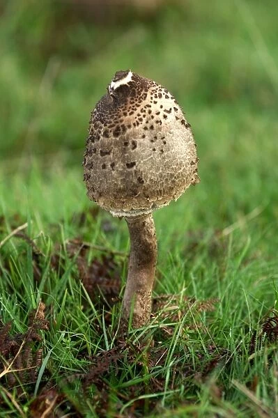 Parasol Mushroom - Habitat - in open woods & pastures. Kent deer park, UK. October. Edibility - excellent