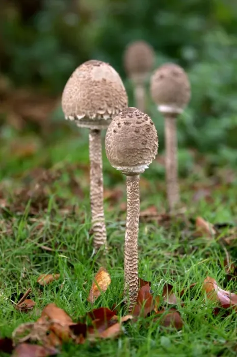 Framed Print : Parasol Mushroom - Habitat - in open woods & pastures. A group of young parasols prior to the cap flattening and the veil emerging. Kent deer park, UK - October. Edibility - excellent Framed Print : Parasol Mushroom - Habitat - in open woods & pastures. A group of young parasols prior to the cap flattening and the veil emerging. Kent deer park, UK - October. Edibility - excellent
