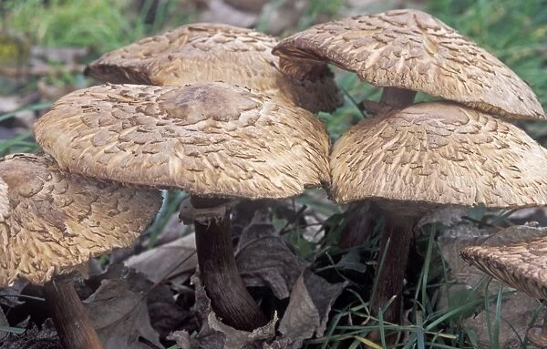 Parasol Mushroom - The Netherlands - Drenthe