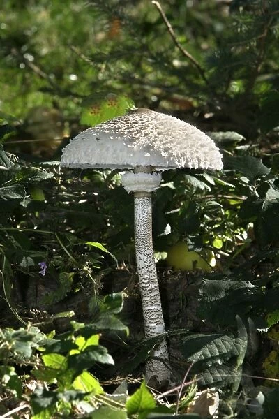 Parasol Mushroom (or Macrolepiota procera)