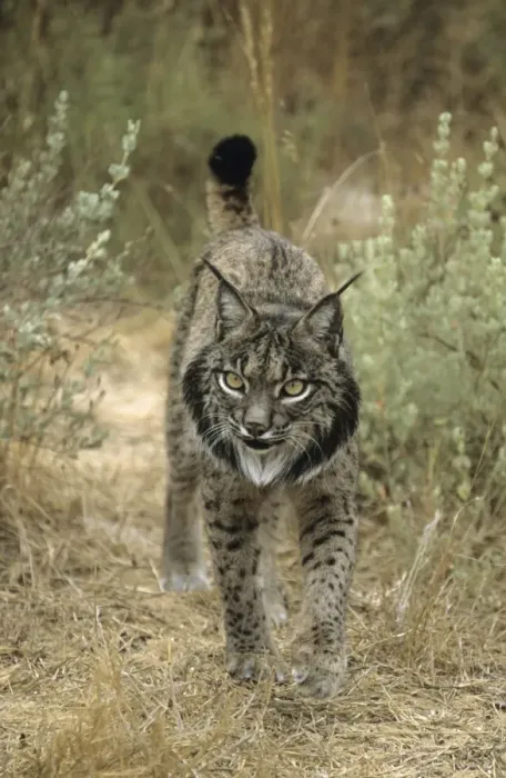 Framed Print : Pardel Lynx  /  Iberian Lynx - Endangered - Very similar to Lynx as distinguished by smaller size and heavier and smaller spots and more pronounced chin beard
