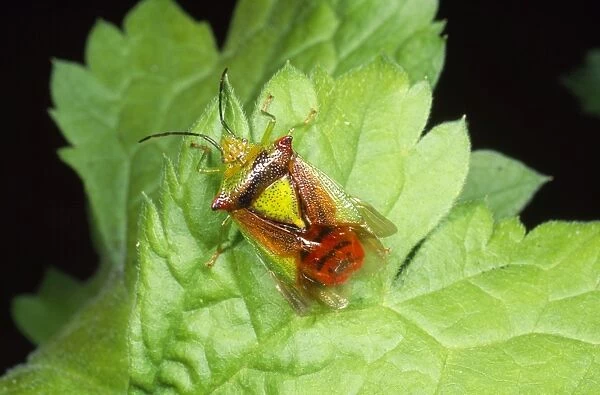 Parent Sheild Bug - male UK