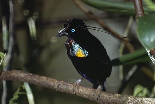 Parotia  /  6-wired Bird of Paradise Papua New Guinea