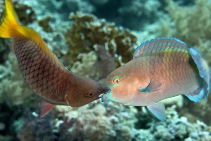 Framed Print : Parrot Fish - two fighting each other - Red Sea Framed Print : Parrot Fish - two fighting each other - Red Sea