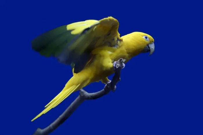 Framed Print : Parrot, Golden Conure - bird on perch, origins Bolivia, South America Framed Print : Parrot, Golden Conure - bird on perch, origins Bolivia, South America