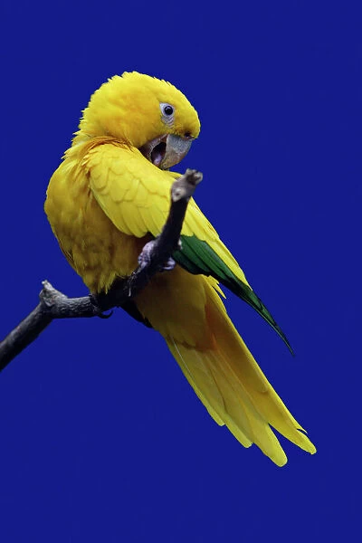 Parrot, Golden Conure - bird on perch, origins Bolivia, South America