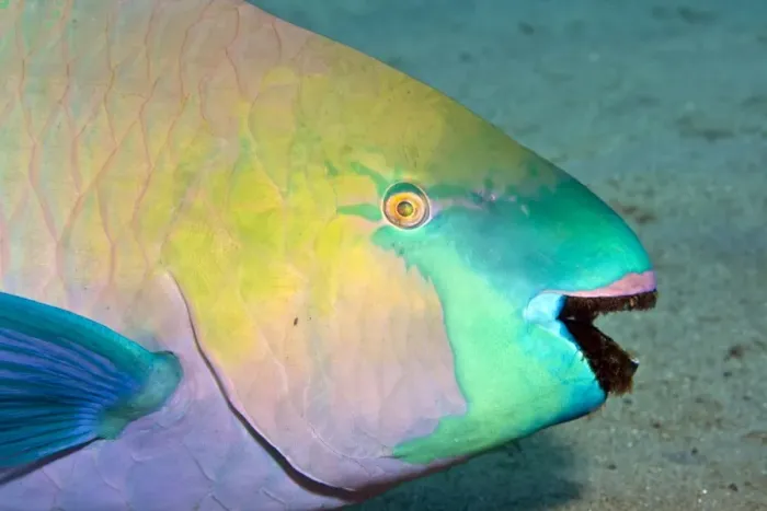 Framed Print : Parrotfish - with algae-filled teeth - Red Sea Framed Print : Parrotfish - with algae-filled teeth - Red Sea