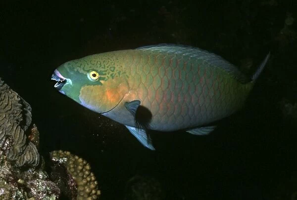 Parrotfish - A male Parrotfish releasing sand from it's gills after eating coral to absorb the algae. Great Barrier Reef. Australia