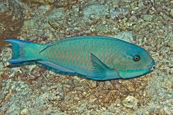 Parrotfish - possibly because it is going through a colour change this fish is impossible to identify. Note feeding marks on coral - Kimbi Bay - Papua New Guinea