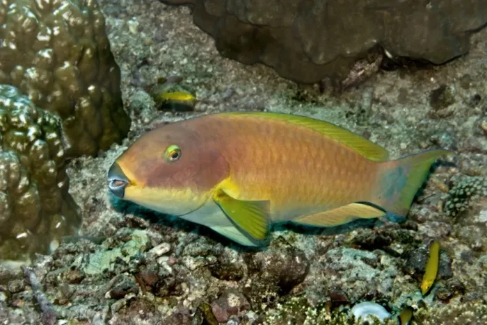 Framed Print : Parrotfish - possibly because it is going through a colour change this fish is impossible to identify. Note feeding marks on coral. Kimbi Bay, Papua New Guinea Framed Print : Parrotfish - possibly because it is going through a colour change this fish is impossible to identify. Note feeding marks on coral. Kimbi Bay, Papua New Guinea
