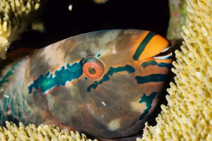 Framed Print : Parrotfish (Scarus sp) asleep at night. Similan Islands, Andaman Sea, Thailand Framed Print : Parrotfish (Scarus sp) asleep at night. Similan Islands, Andaman Sea, Thailand