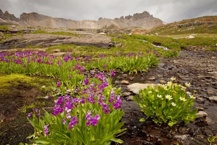 Framed Print : Parry's Primrose - with Caltha leptosepala at Bullion Lake-Porphyry area, San Juan Mountains, Colorado, USA, North America Framed Print : Parry's Primrose - with Caltha leptosepala at Bullion Lake-Porphyry area, San Juan Mountains, Colorado, USA, North America